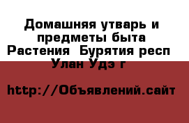 Домашняя утварь и предметы быта Растения. Бурятия респ.,Улан-Удэ г.